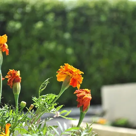 Bed & Breakfast Azores Vintage Feteira (Faial)